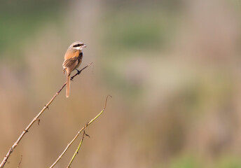 Langstaartklauwier, Long-tailed Shrike, Lanius schach