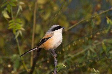 Langstaartklauwier, Long-tailed Shrike, Lanius schach