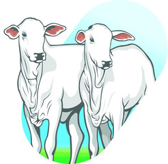 bezerros em campo verde