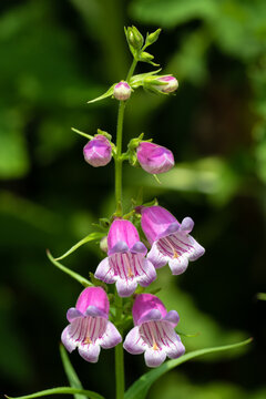 Penstemon cobaea beardtongue flower close up