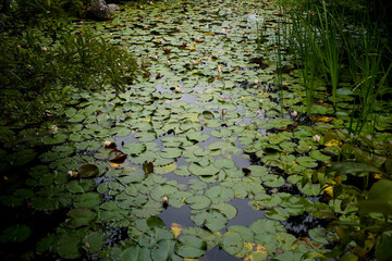 Konchi-in Temple in Kyoto.