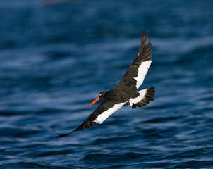 Magelhaenscholekster, Magellanic Oystercatcher, Haematopus leucopodus