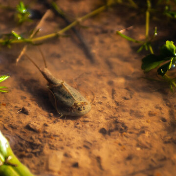 Triops cancriformis or tadpole shrimp in a pond