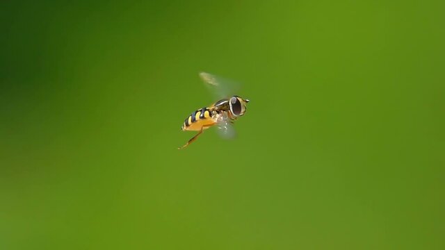Bee flying. Hoverfly. Hovering flight. Green background.
