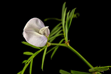 Light violet flowers of wild sweet pea, isolated on black background