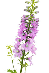 Obraz premium Inflorescence of pink delphinium flowers, lat. Larkspur, isolated on white background