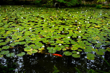 Tenjuan Temple in Kyoto.