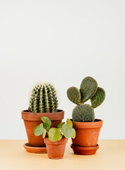 Group of cactus in flowerpots