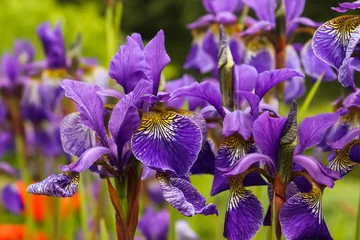 Zelfklevend Fotobehang Selective focus shot of purple iris flowers © Michael Piepgras/Wirestock