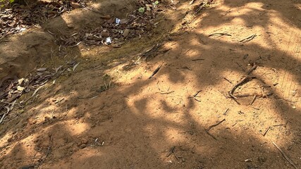 sun rays in the forest