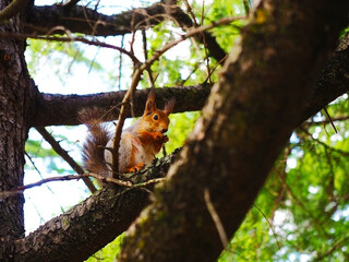 Red grey squirrel nibbles on walnut sitting on tree branch