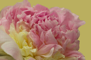 Macro shot of the beautiful delicate pink and yellow peony on a yellow background (Raspberry Sandae - original C. Clem variety, USA)
