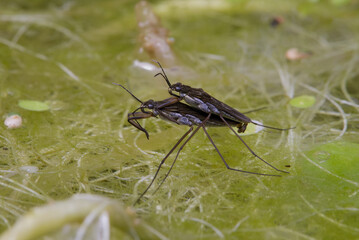 Pond Skaters making baby pond skaters!