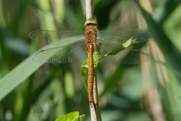 A Norfolk Hawker also known as a Green-eyed Hawker, Aeshna isosceles, resting in the sun on a reed stem.