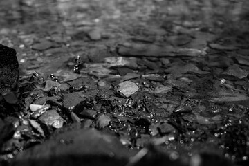black and white close up pebbles in a river
