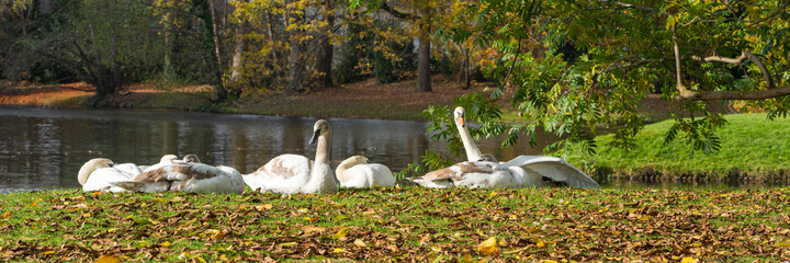 Young swans are resting on the bank of a lake