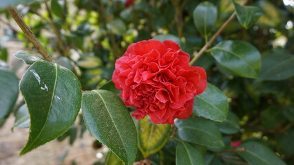 red rose in garden