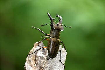 ミヤマクワガタのオス