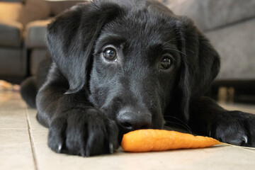 Labrador pup met wortel