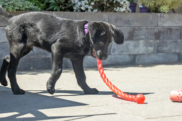 Labrador pup met rood speelgoed