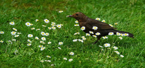 blackbird and daisies in th garden