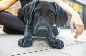 Nieuwsgierige labrador pup