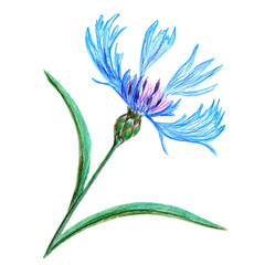 Bluet, cornflower, blue centaurea, beautiful field flower. Botanical, floral illustration. Single flower isolated on a white background. Hand drawn color pencil illustration. Big size, high quality.