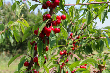 Ripe cherries hanging on a cherry tree branch. Sunrays on fruits growing in organic cherry orchard on a sunny day