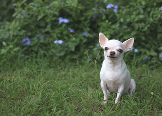 white short hair  Chihuahua dog sitting on green grass in the garden, smiling and looking at camera.