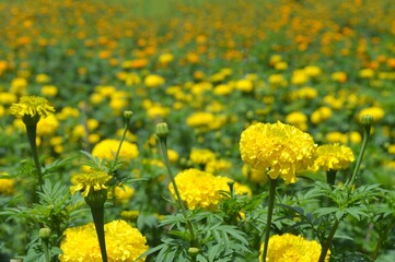 field of yellow marigold
