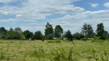 Pferdewiese mit grasenden Pferden