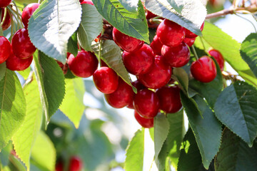 Ripe cherries hanging on a cherry tree branch. Sunrays on fruits growing in organic cherry orchard...