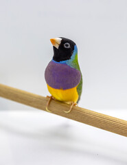 Gouldian Finch series. Green, with a black head and purple breasts, male. Perched on a stick.