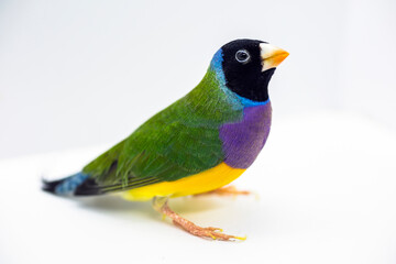 Gouldian Finch series. Green, with a black head and purple breasts, male. Close portrait.