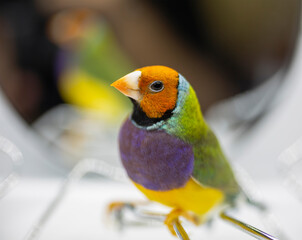 Gouldian Finch series. Green, with an orange head and purple breasts, male.Portrait with reflection.