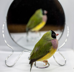 Gouldian Finch series. Green, with a black head and purple breasts, female. In front of the mirror, with reflection.