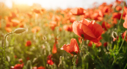 Fototapeta premium poppy field romantic scene. Romantic horizontal composition for background with shallow depth of field. Sunny summer evening. Red summer time flowers close up. long banner 