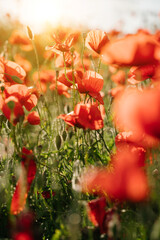 Fototapeta premium Red summer poppies field. floral background with shallow depth of field romantic sunset. Summer evening warm vibes. Summer flowers vertical beautiful sunny composition