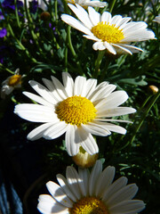 Makro von Margeritenblüten