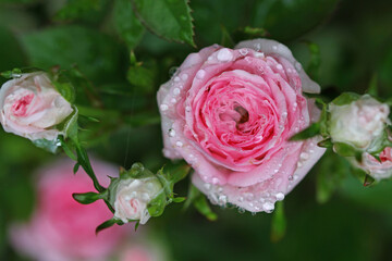 Rosa indica fragrans
