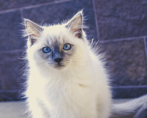 Naklejka na ściany i meble blue cat