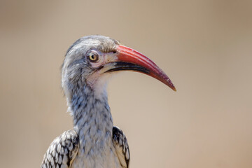 Southern Red-Billed Hornbill (Tockus erythrorhynchus) portrait, South Africa, Kruger National Park