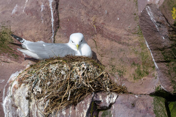 Black-legged Kittiwake (Rissa tridactyla) on cliff nest, looking at camera, Witless bay Ecological Reserve, Newfoundland, Canada
