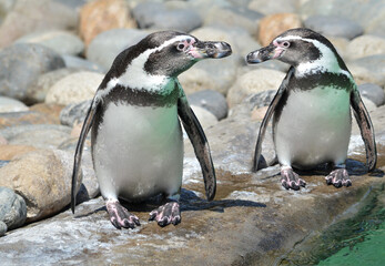 Obraz premium two penguins on a rock