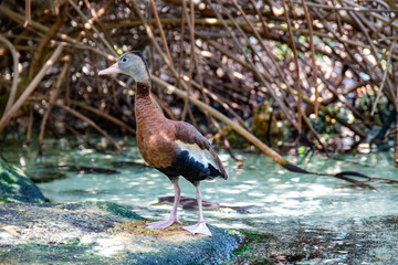 Whistling Duck