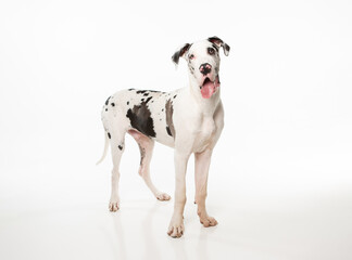 White with black spots Great Dane dog standing on white background looking at the camera with it's...