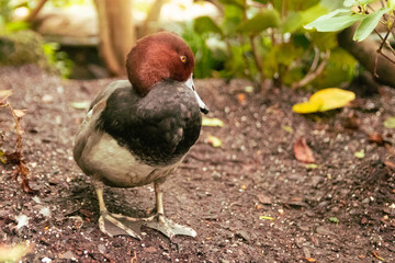 Redhead Duck