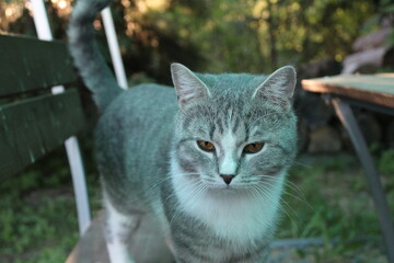 gray purebred British cat on a bench at the table in the gazebo