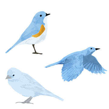 青い鳥 Images – Browse 9,479 Stock Photos, Vectors, and Video