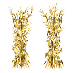 Autumn decoration made of dried corn stalks,  Hand drawn watercolor illustration  isolated on white background © dariaustiugova